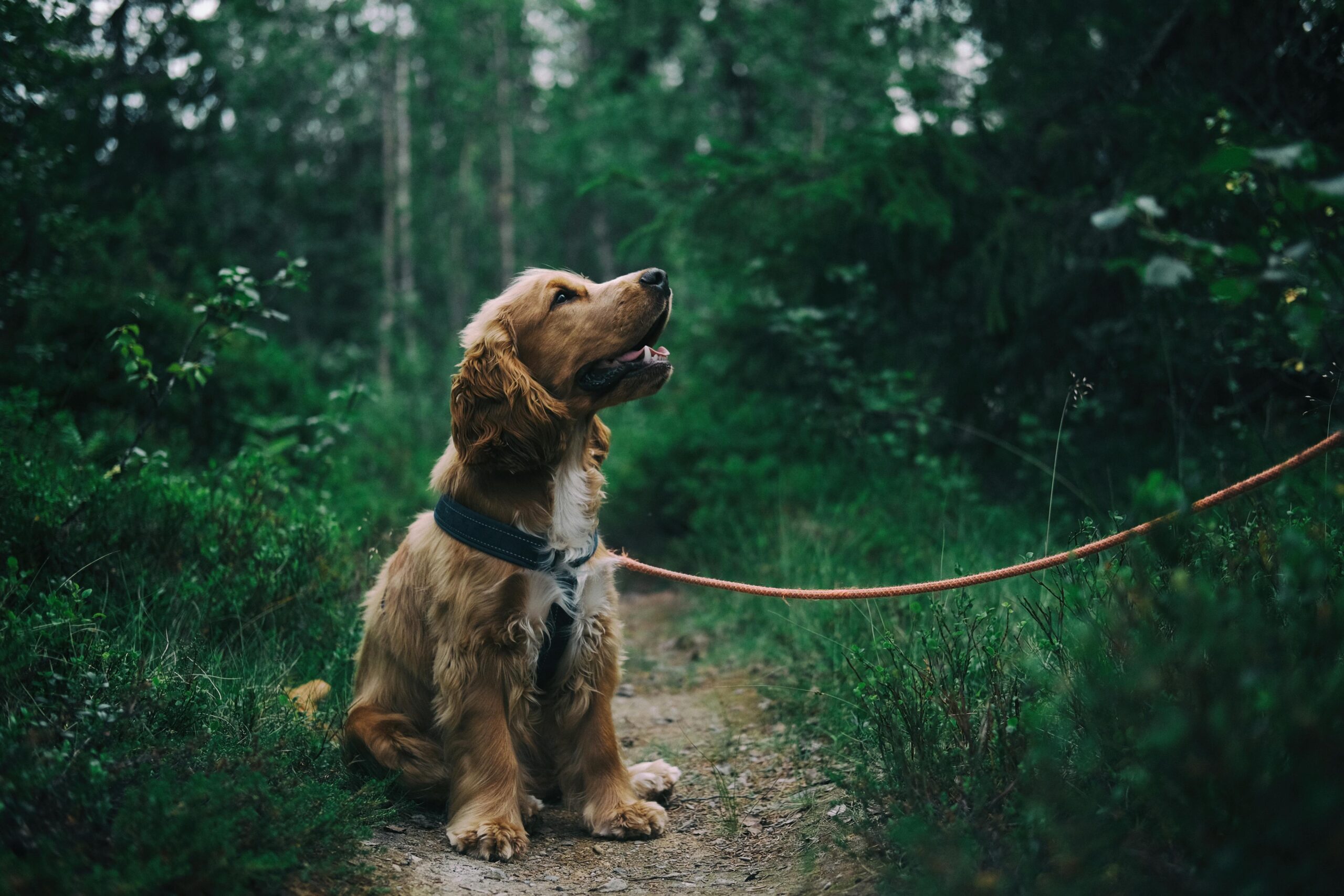 teach dog to sit dog training