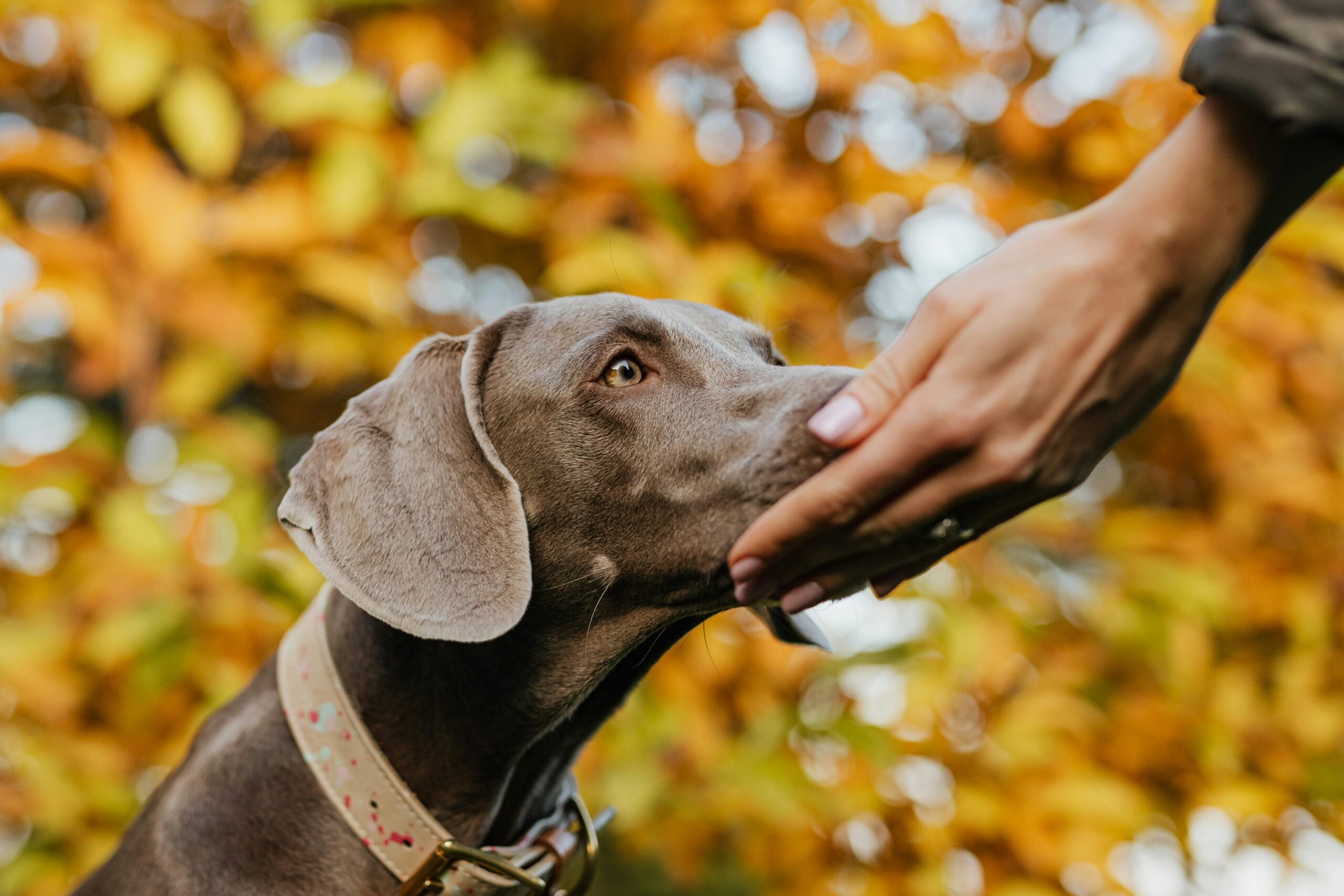 thanksgiving dog treats